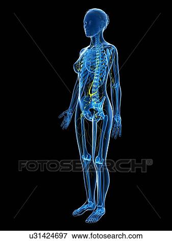 Stock Illustration - Female anatomy, artwork. Fotosearch
