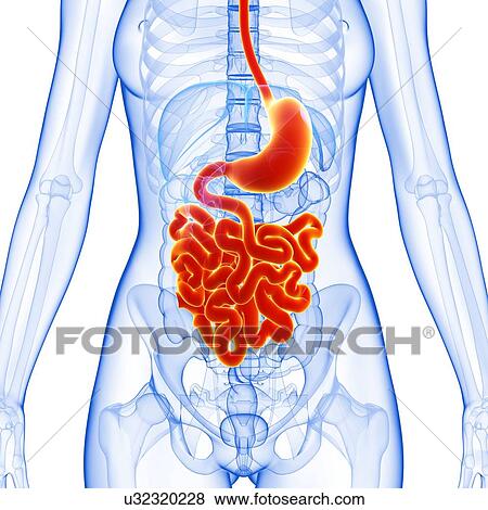 Female anatomy, artwork View Large Illustration Stock Illustration - Female anatomy, artwork. Fotosearch