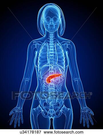 Female anatomy, artwork View Large Illustration Stock Illustration - Female anatomy, artwork. Fotosearch