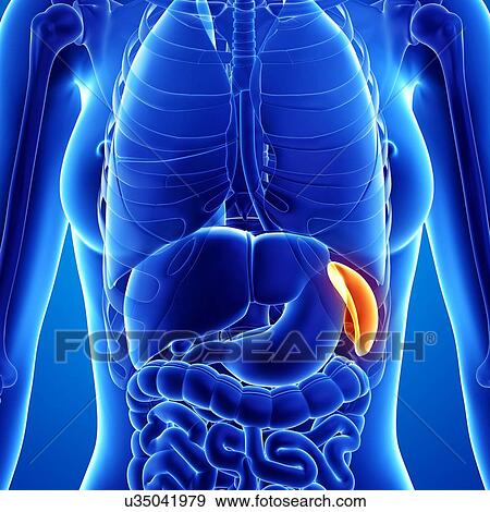 Female anatomy, artwork View Large Illustration Stock Illustration - Female anatomy, artwork. Fotosearch