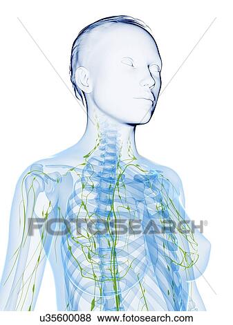 Stock Illustration - Female anatomy, artwork. Fotosearch