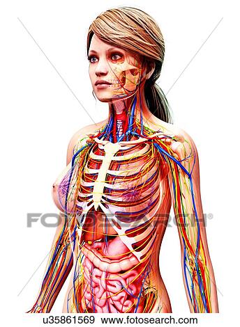 Female anatomy, artwork View Large Illustration Stock Illustration - Female anatomy, artwork. Fotosearch