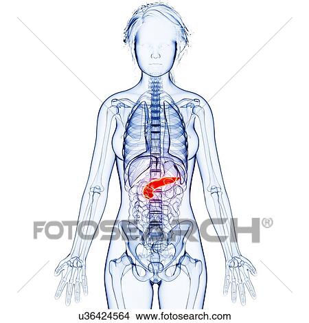 Female anatomy, artwork View Large Illustration Stock Illustration - Female anatomy, artwork. Fotosearch