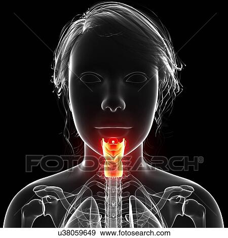 Stock Illustration - Female anatomy, artwork. Fotosearch