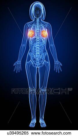 Stock Illustration - Female anatomy, artwork. Fotosearch