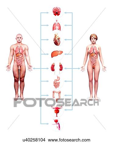Female anatomy, artwork View Large Illustration Stock Illustration - Female anatomy, artwork. Fotosearch