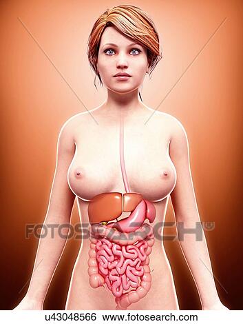Stock Illustration - Female anatomy, artwork. Fotosearch