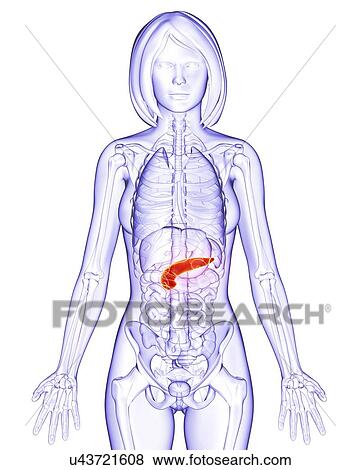 Female anatomy, artwork View Large Illustration Stock Illustration - Female anatomy, artwork. Fotosearch