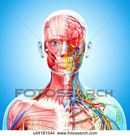 Stock Illustration - Female anatomy, artwork. Fotosearch