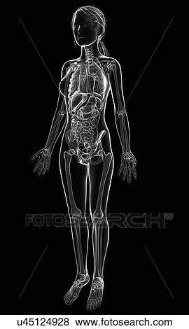 Stock Illustration - Female anatomy, artwork. Fotosearch