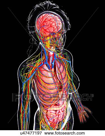 Female anatomy, artwork View Large Illustration Stock Illustration - Female anatomy, artwork. Fotosearch