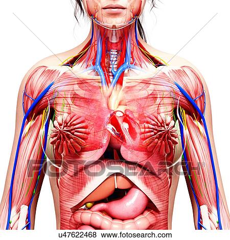 Stock Illustration - Female anatomy, artwork. Fotosearch