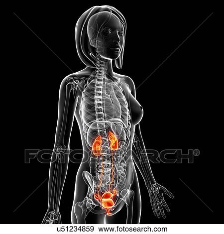 Stock Illustration - Female anatomy, artwork. Fotosearch