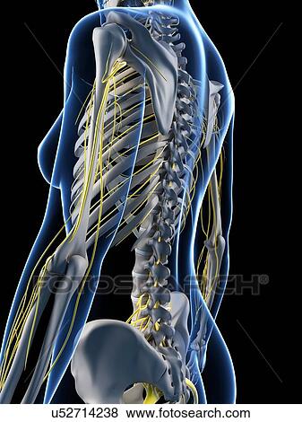 Stock Illustration - Female anatomy, artwork. Fotosearch