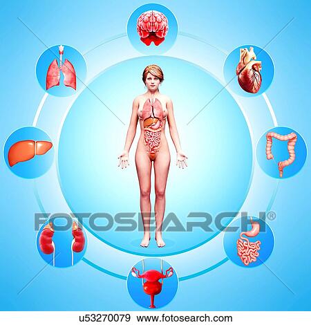Stock Illustration - Female anatomy, artwork. Fotosearch