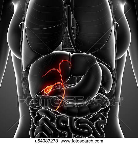 Stock Illustration - Female anatomy, artwork. Fotosearch