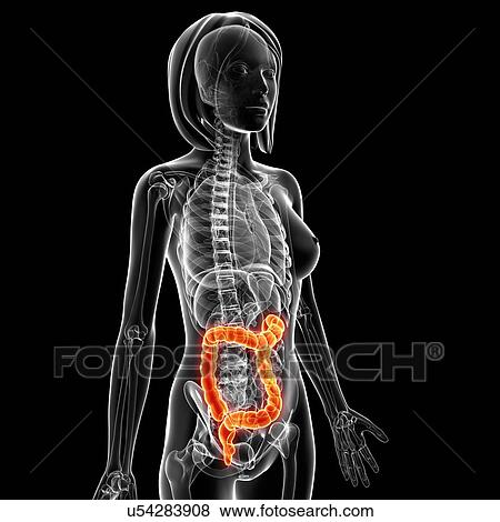 Female anatomy, artwork View Large Illustration Stock Illustration - Female anatomy, artwork. Fotosearch