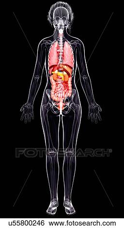 Stock Illustration - Female anatomy, artwork. Fotosearch
