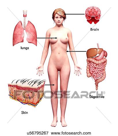 Female anatomy, artwork View Large Illustration Stock Illustration - Female anatomy, artwork. Fotosearch