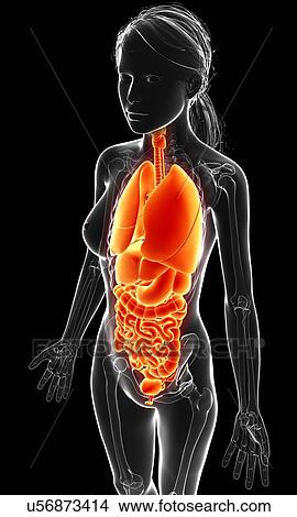 Female anatomy, artwork View Large Illustration Stock Illustration - Female anatomy, artwork. Fotosearch