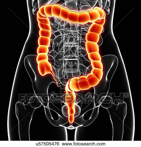 Female anatomy, artwork View Large Illustration Stock Illustration - Female anatomy, artwork. Fotosearch