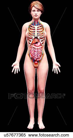 Female anatomy, artwork View Large Illustration Stock Illustration - Female anatomy, artwork. Fotosearch
