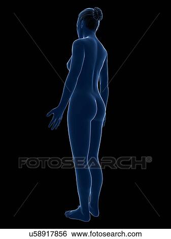 Stock Illustration - Female anatomy, artwork. Fotosearch