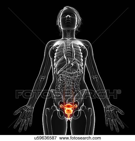 Stock Illustration - Female anatomy, artwork. Fotosearch