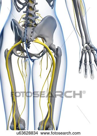 Stock Illustration - Female anatomy, artwork. Fotosearch