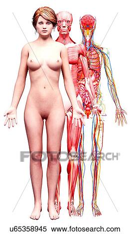Stock Illustration - Female anatomy, artwork. Fotosearch