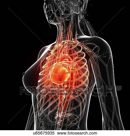 Female anatomy, artwork View Large Illustration Stock Illustration - Female anatomy, artwork. Fotosearch