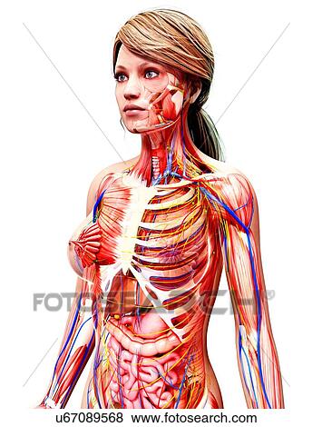 Female anatomy, artwork View Large Illustration Stock Illustration - Female anatomy, artwork. Fotosearch