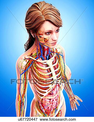 Female anatomy, artwork View Large Illustration Stock Illustration - Female anatomy, artwork. Fotosearch