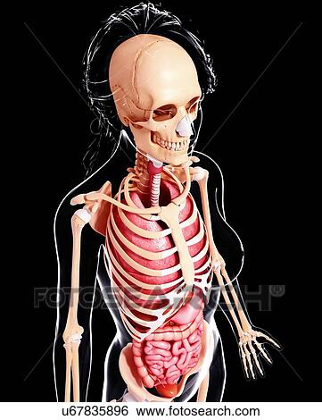 Stock Illustration - Female anatomy, artwork. Fotosearch