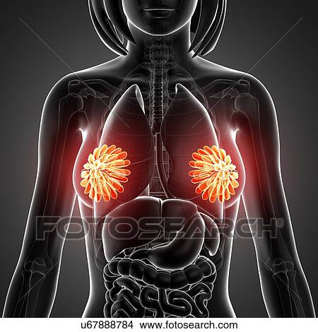 Female anatomy, artwork View Large Illustration Stock Illustration - Female anatomy, artwork. Fotosearch