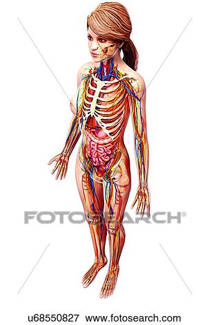 Stock Illustration - Female anatomy, artwork. Fotosearch