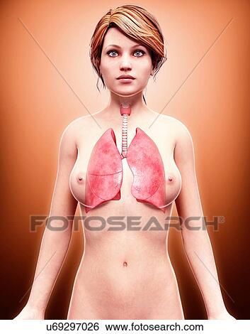 Female anatomy, artwork View Large Illustration Stock Illustration - Female anatomy, artwork. Fotosearch