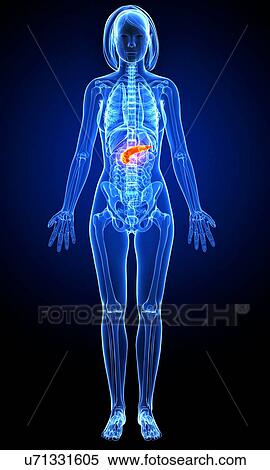 Stock Illustration - Female anatomy, artwork. Fotosearch