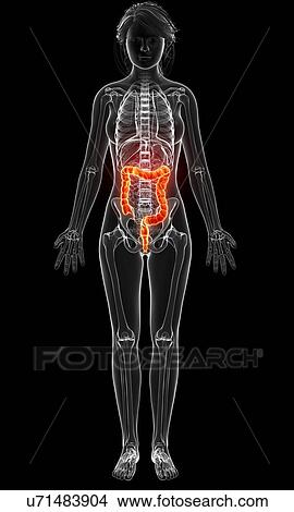 Stock Illustration - Female anatomy, artwork. Fotosearch