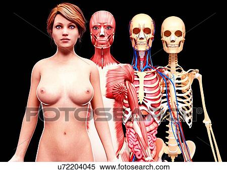 Stock Illustration - Female anatomy, artwork. Fotosearch