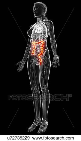 Female anatomy, artwork View Large Illustration Stock Illustration - Female anatomy, artwork. Fotosearch