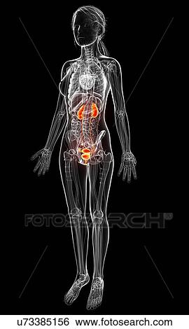 Female anatomy, artwork View Large Illustration Stock Illustration - Female anatomy, artwork. Fotosearch
