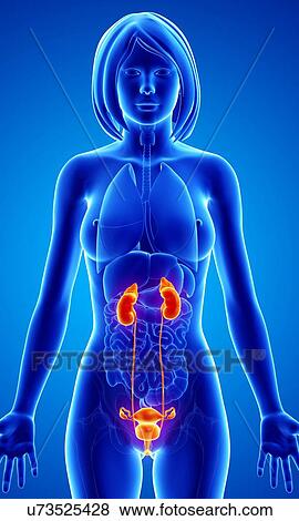 Female anatomy, artwork View Large Illustration Stock Illustration - Female anatomy, artwork. Fotosearch