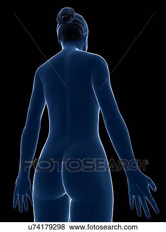 Stock Illustration - Female anatomy, artwork. Fotosearch
