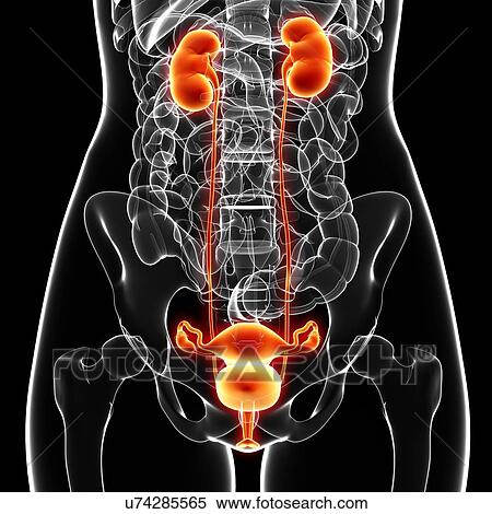 Stock Illustration - Female anatomy, artwork. Fotosearch