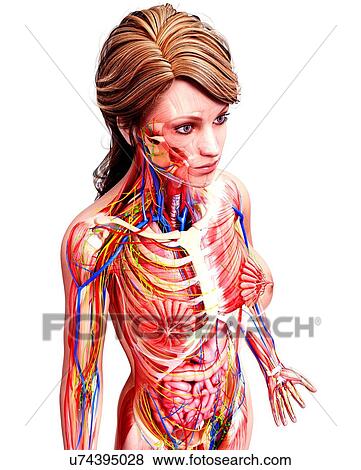 Stock Illustration - Female anatomy, artwork. Fotosearch