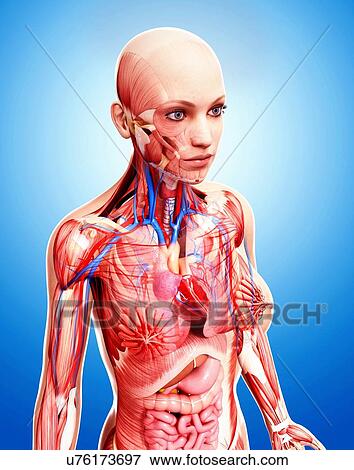 Stock Illustration - Female anatomy, artwork. Fotosearch