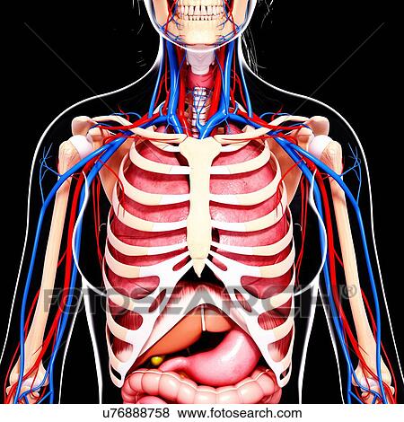Female anatomy, artwork View Large Illustration Stock Illustration - Female anatomy, artwork. Fotosearch