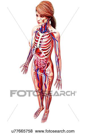 Stock Illustration - Female anatomy, artwork. Fotosearch