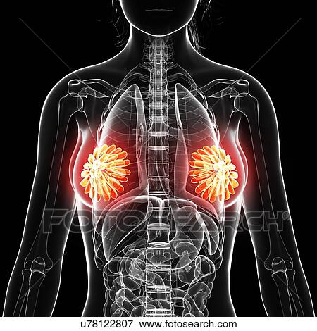 Stock Illustration - Female anatomy, artwork. Fotosearch
